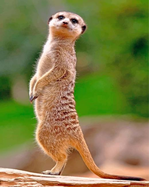 Meerkat Animal Painting By Numberss.png