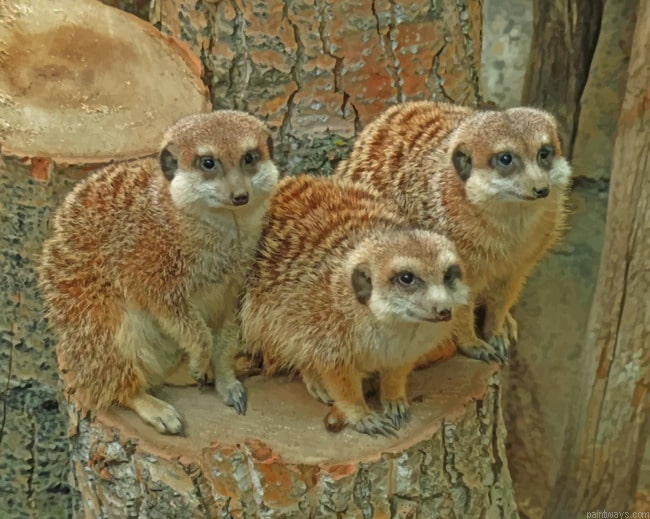 Meerkats Animals Painting By Numberss.png