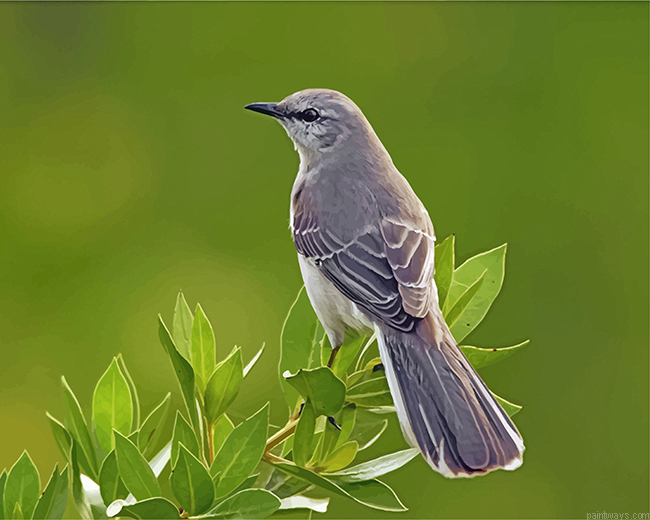 Mockingbird Painting By Numbers.png