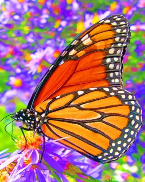 Monarch Butterfly Painting By Numbers.png