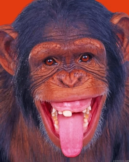 Monkey In Funny Position New Painting By Numberss.png