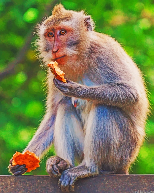 Monkey In The Forest Painting By Numbers.png