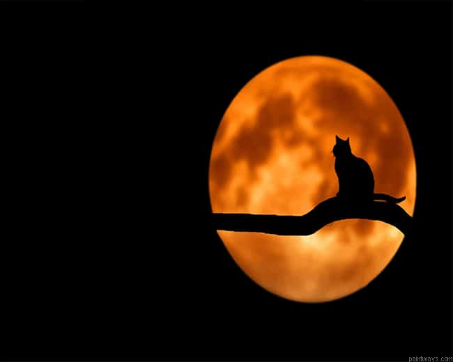 Moon Cat New Painting By Numberss.png