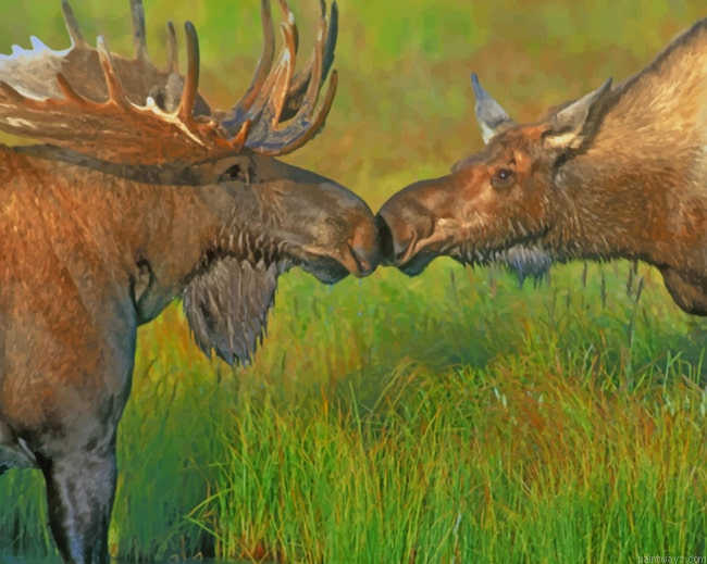 Moose In The River Animals Painting By Numberss.png