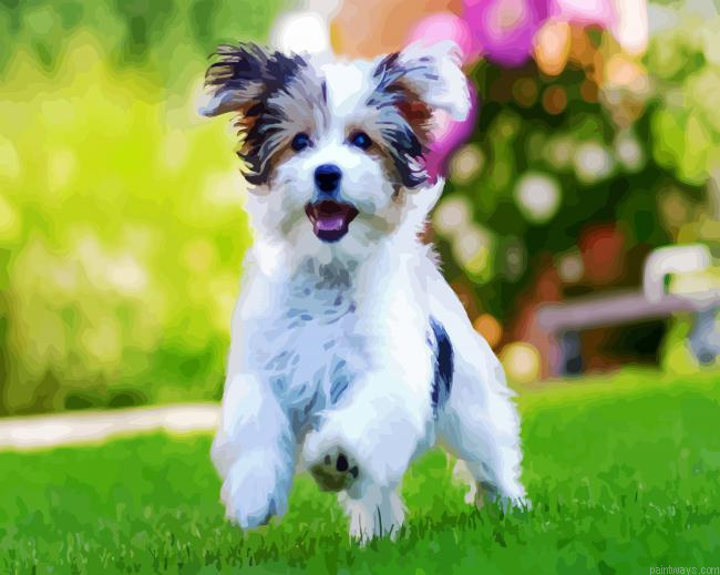 Morkie Dog Painting By Numberss.png