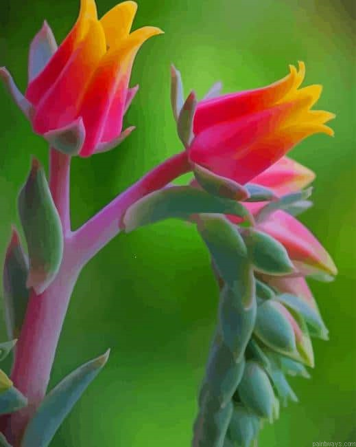 Multi Color Flower New Painting By Numberss.png