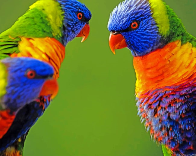 Multicolored Birds Painting By Numberss.png