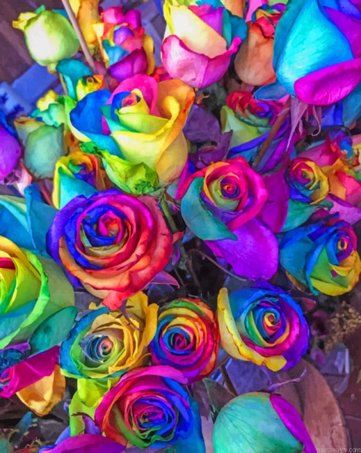 Multicolored Roses Flowers Painting By Numberss.png