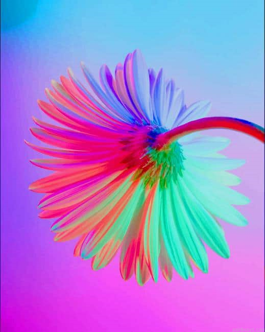 Neon Flower New Painting By Numberss.png