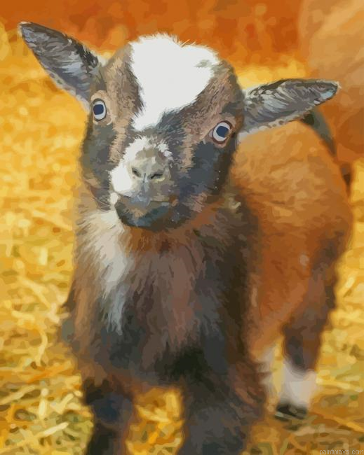Nigerian Dwarf Goat New Painting By Numberss.png