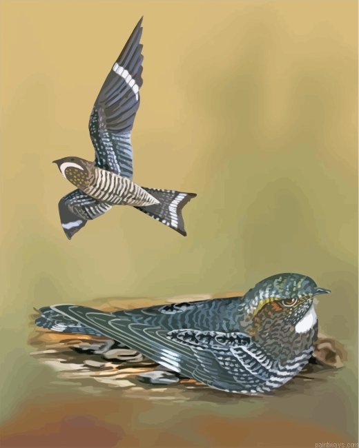 Nighthawk Birds Painting By Numberss.png