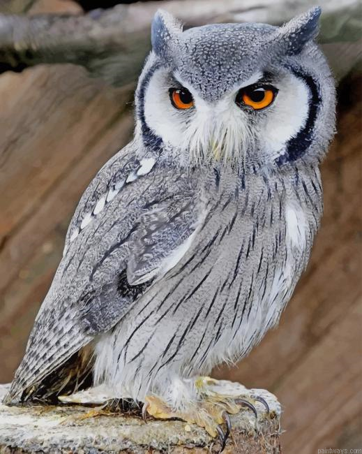 Northern Faced Owl New Painting By Numberss.png