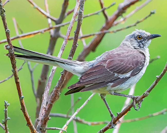 Northern Mockingbird Painting By Numbers.png