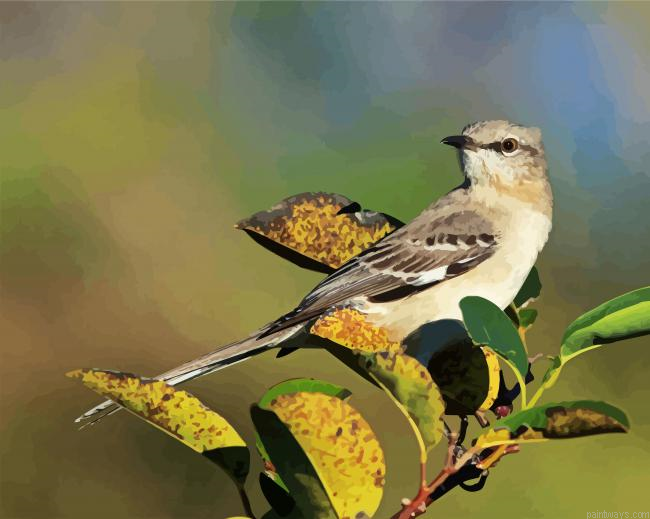 Northern Mockingbird Painting By Numberss.png