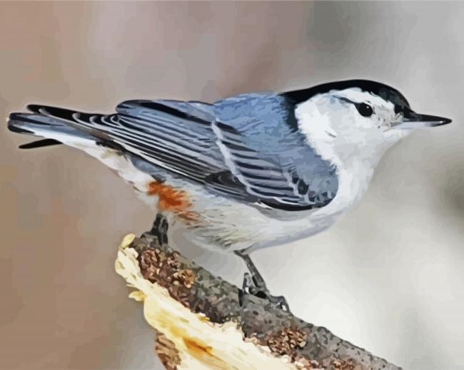Nuthatch Bird Painting By Numberss.png