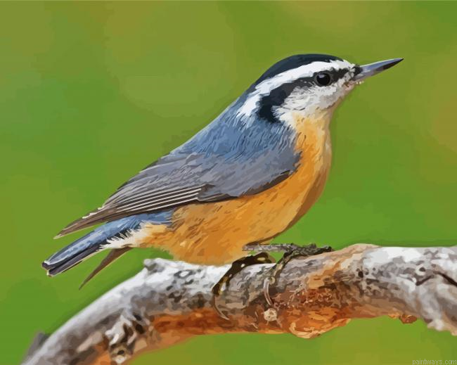 Nuthatch On Branch Painting By Numberss.png