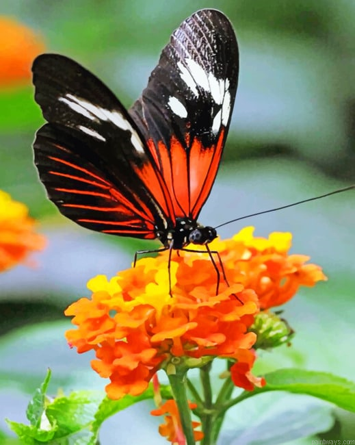 Orange And Black Butterfly Insects Painting By Numberss.png