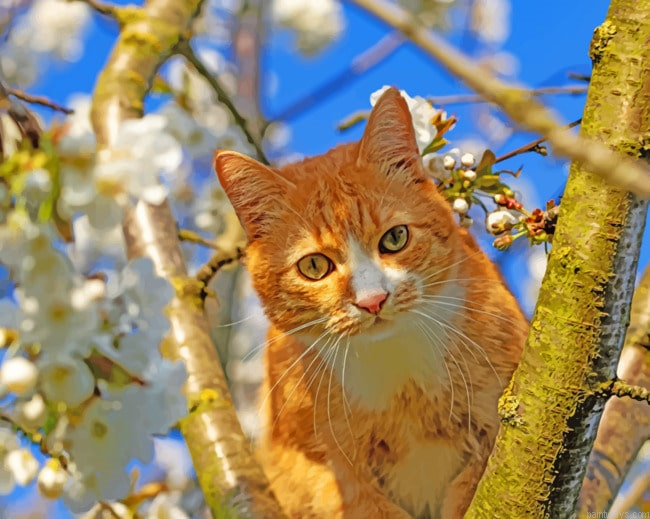 Orange Cat On A Tree New Painting By Numberss.png