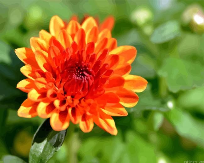 Orange Chrysanthemum Painting By Numberss.png