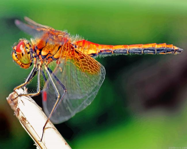 Orange Dragonfly Painting By Numberss.png