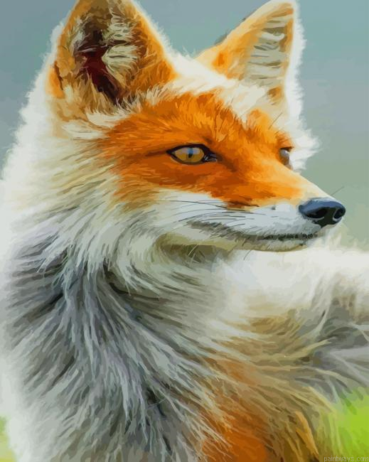 Orange Fox New Painting By Numberss.png