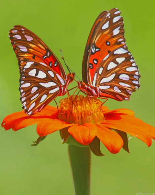 Orange Monarch Butterfly Insects Painting By Numberss.png