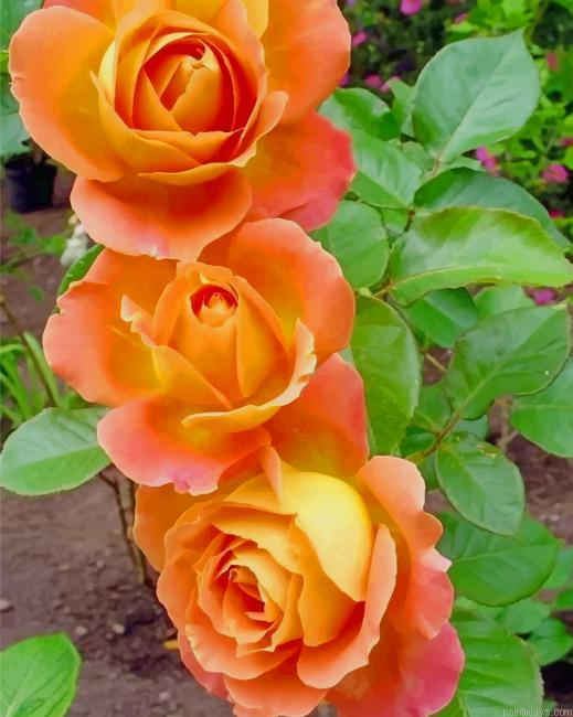 Orange Roses New Painting By Numberss.png