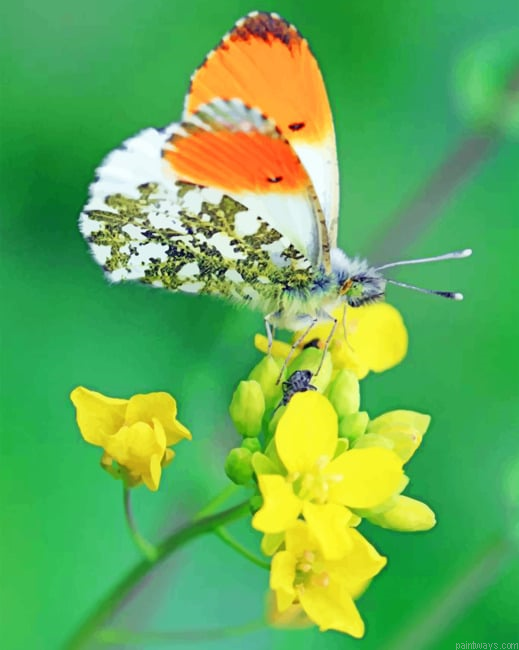 Orange Tip Butterfly Insects Painting By Numberss.png