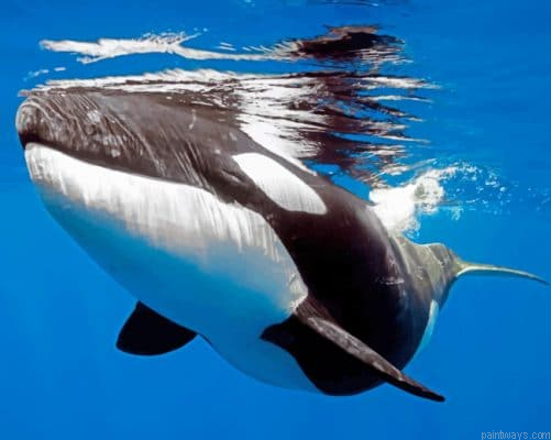 Orca Whale Painting By Numbers.png