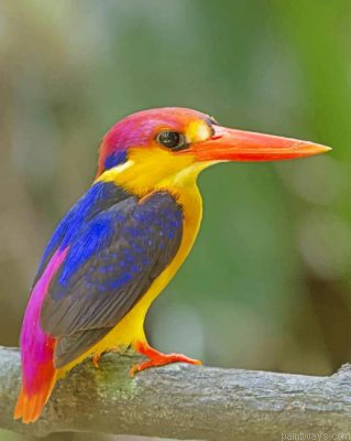 Oriental Dwarf Kingfisher Painting By Numbers.png