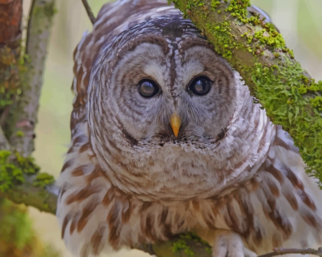 Owl Staring Close Up Animals Painting By Numberss.png