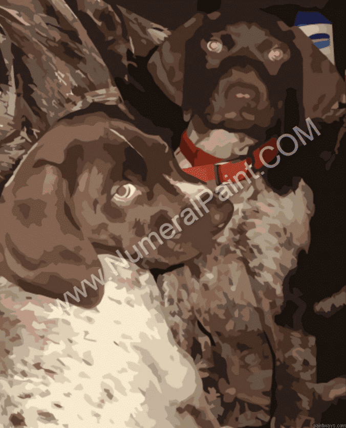 Paint By Numbers Dog Photo.png
