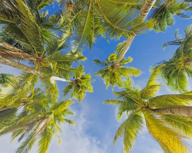 Palm Trees New Painting By Numberss.png