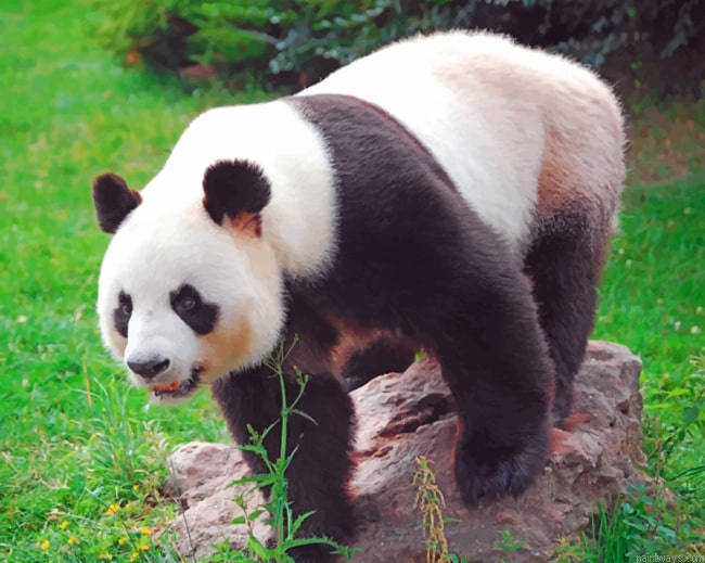 Panda Bear Animals Painting By Numberss.png