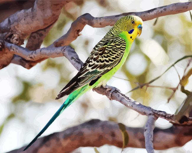Parakeet Budgerigar Painting By Numberss.png