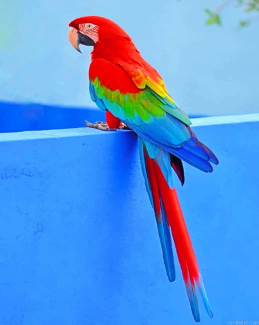 Parrot Bird Animals Painting By Numberss.png