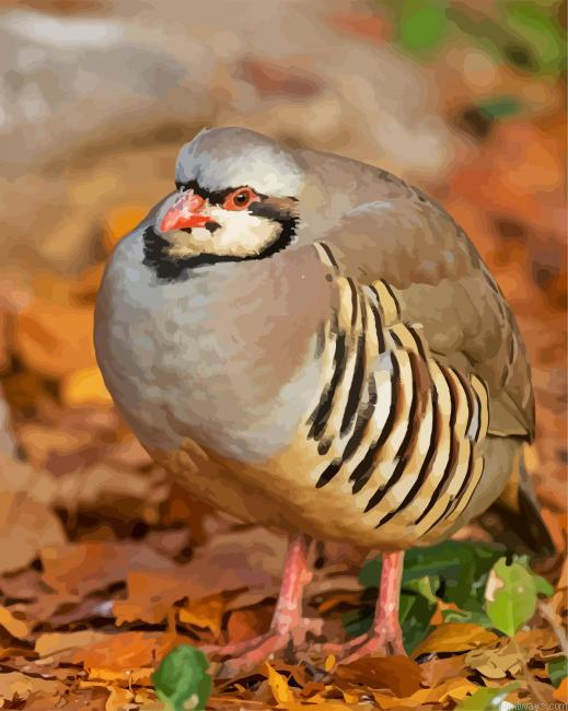 Partridge Bird Painting By Numberss.png