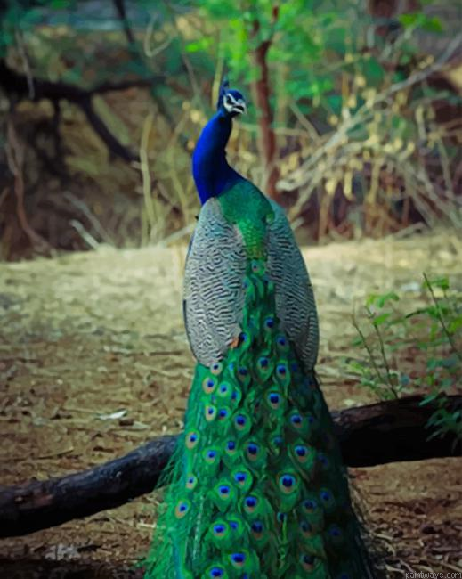 Peacock Bird With Artistic Feather New Painting By Numberss.png