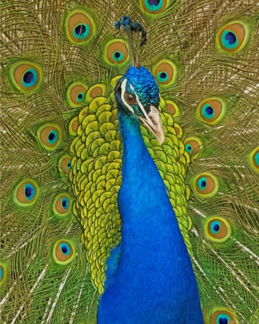 Peacock New Painting By Numberss.png