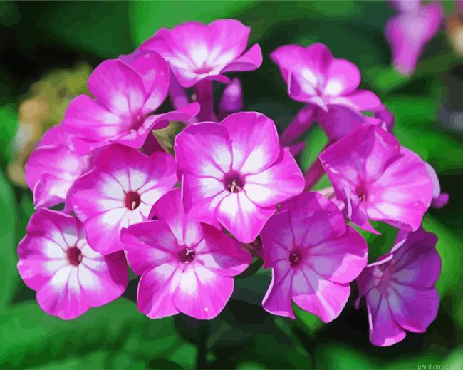 Phlox Flowers Blossom Painting By Numberss.png