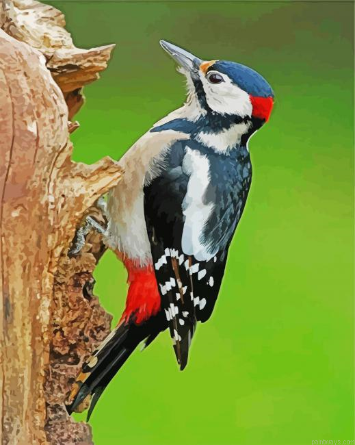 Picchio Bird Painting By Numberss.png