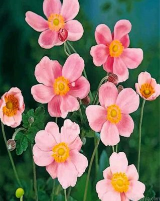 Pink Anemone Painting By Numbers.png