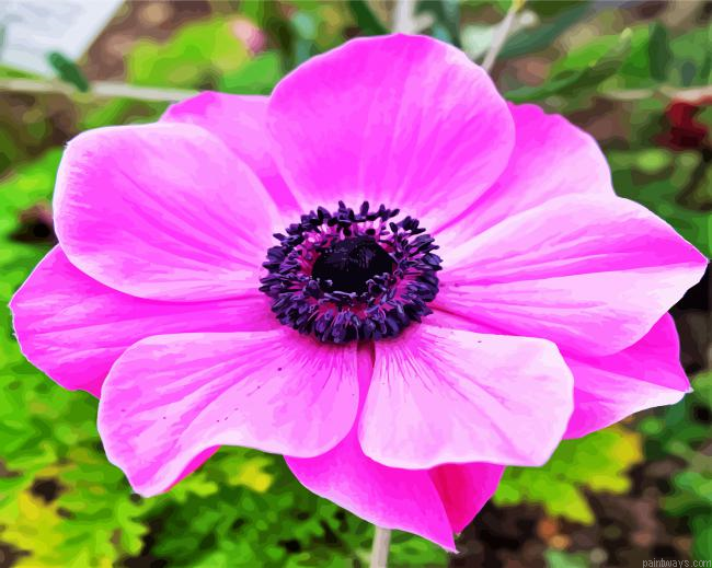 Pink Anemone Painting By Numberss.png