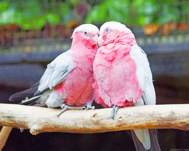 Pink Birds Animals Painting By Numberss.png