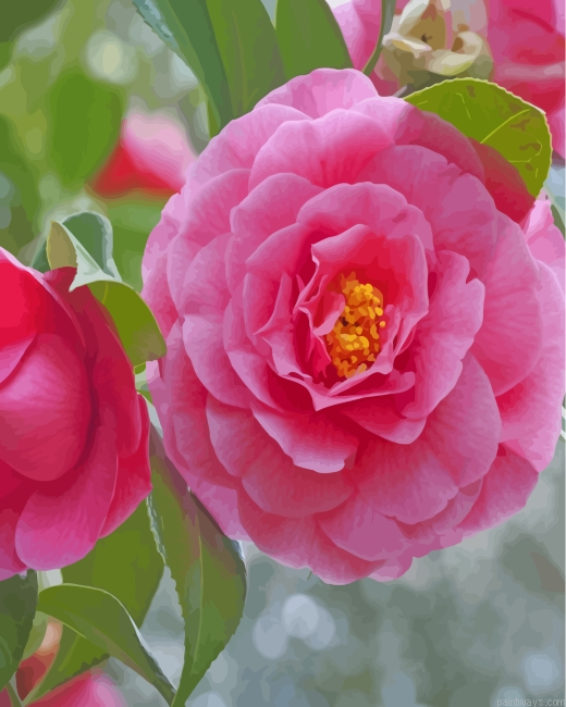 Pink Camellia Painting By Numbers.png