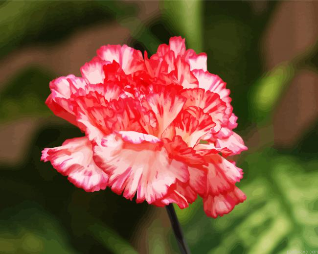 Pink Carnations Painting By Numberss.png