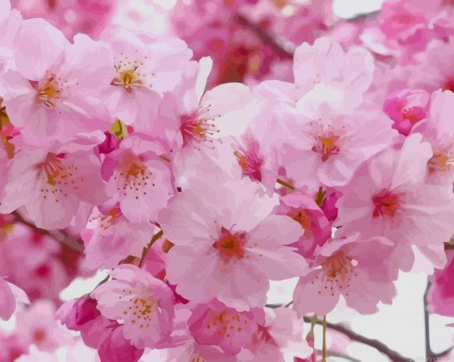 Pink Cherry Blossoms New Painting By Numberss.png
