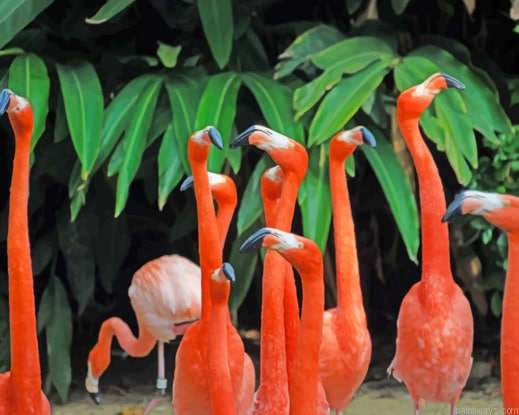 Pink Flamingo Flock New Painting By Numberss.png