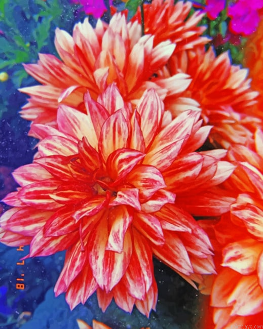 Pink Flower Pack New Painting By Numberss.png