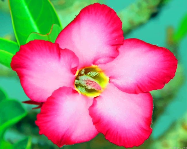 Pink Flower Painting By Numberss.png